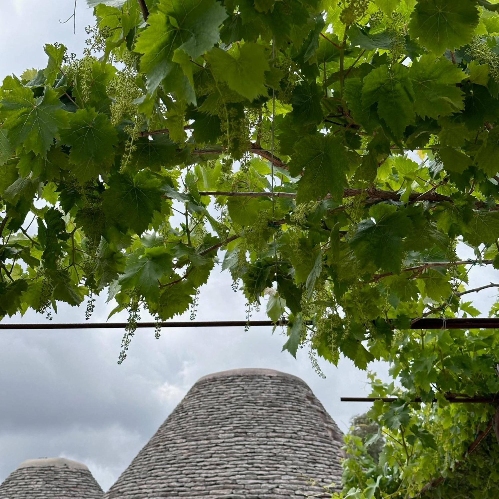 Masseria Lojazzo Ceglie Messapica Ngoại thất bức ảnh